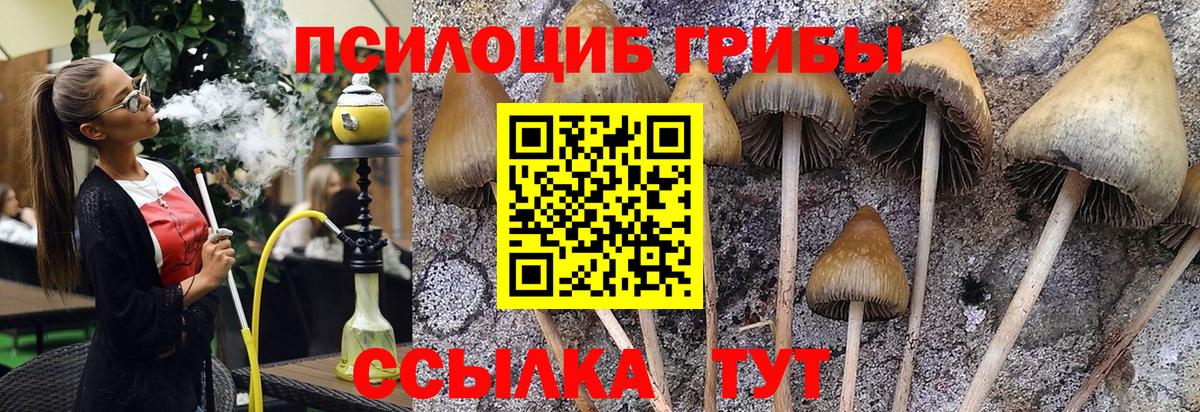 Псилоцибиновые грибы мицелий Богородск